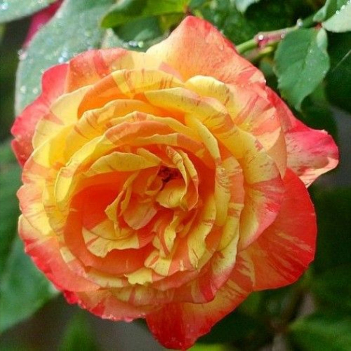 Orange Intuition Rose Flower Seeds, 30 seeds