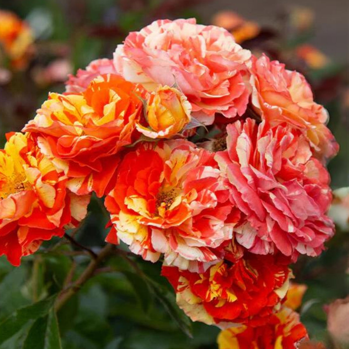Orange Intuition Rose Flower Seeds, 30 seeds