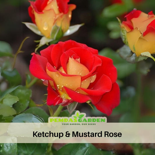 Ketchup & Mustard Rose Bush Seeds, 30 seeds