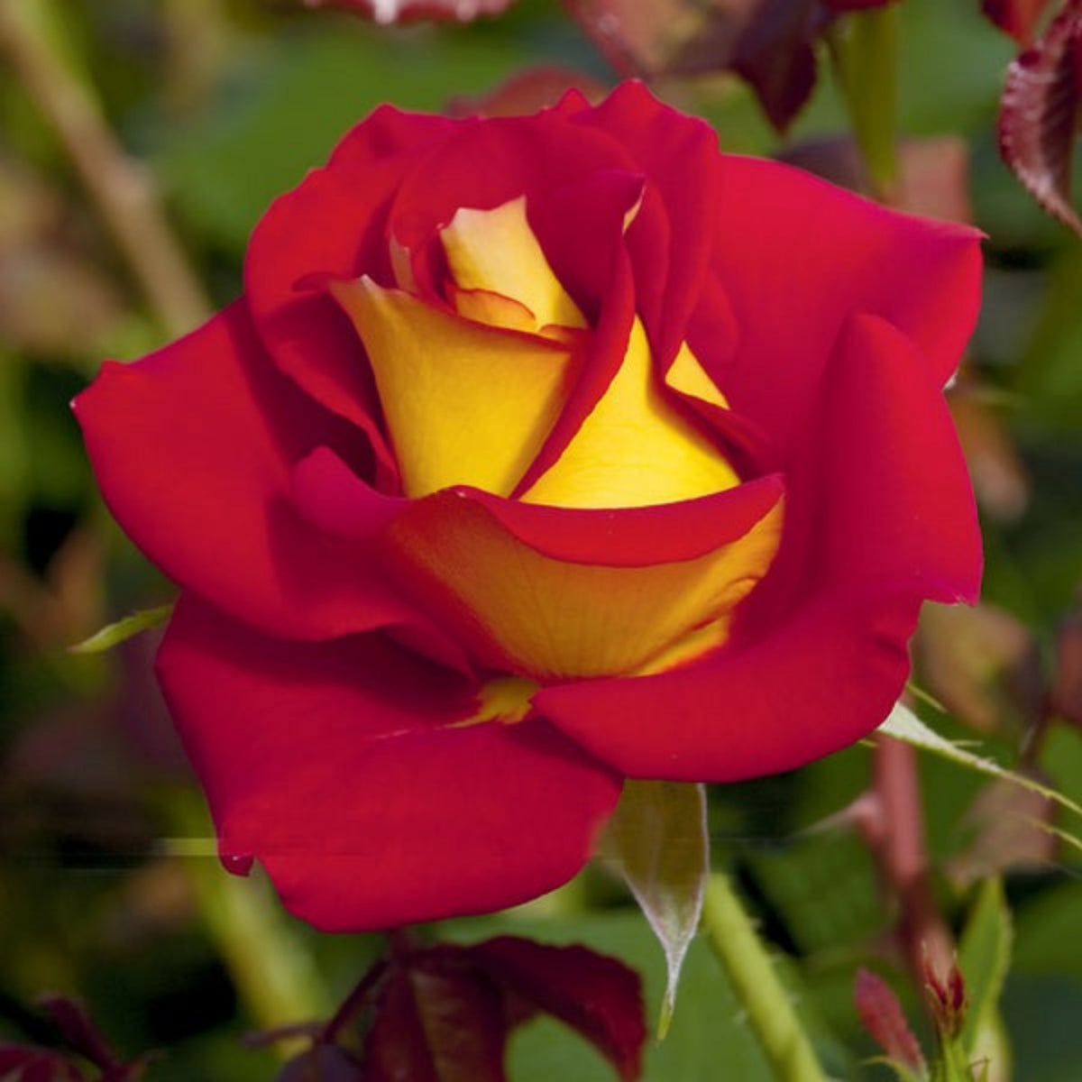Ketchup & Mustard Rose Bush Seeds, 30 seeds