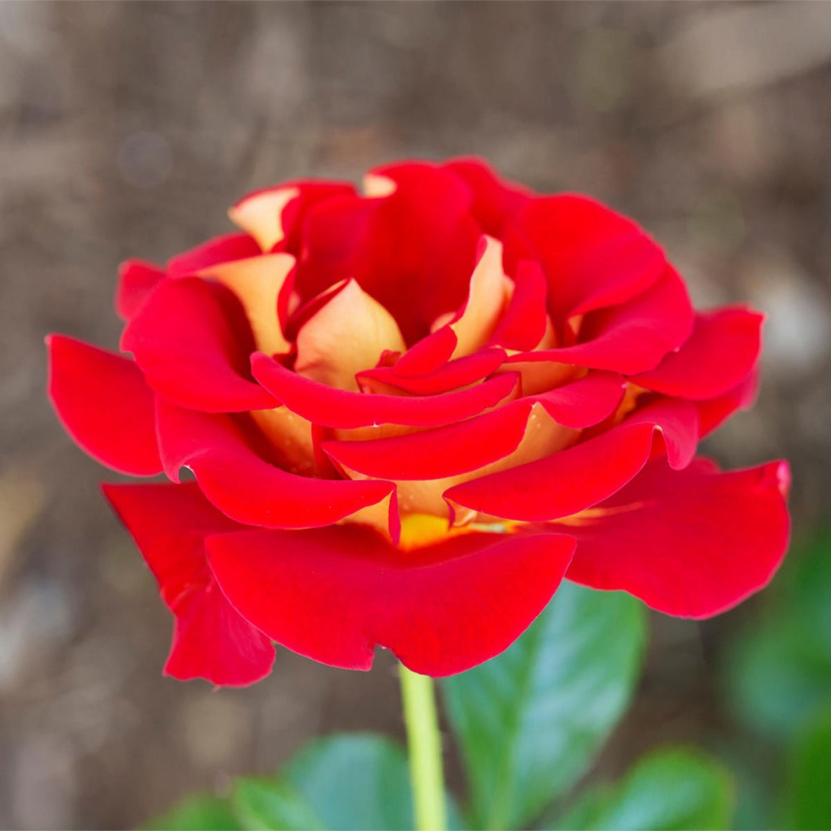Ketchup & Mustard Rose Bush Seeds, 30 seeds