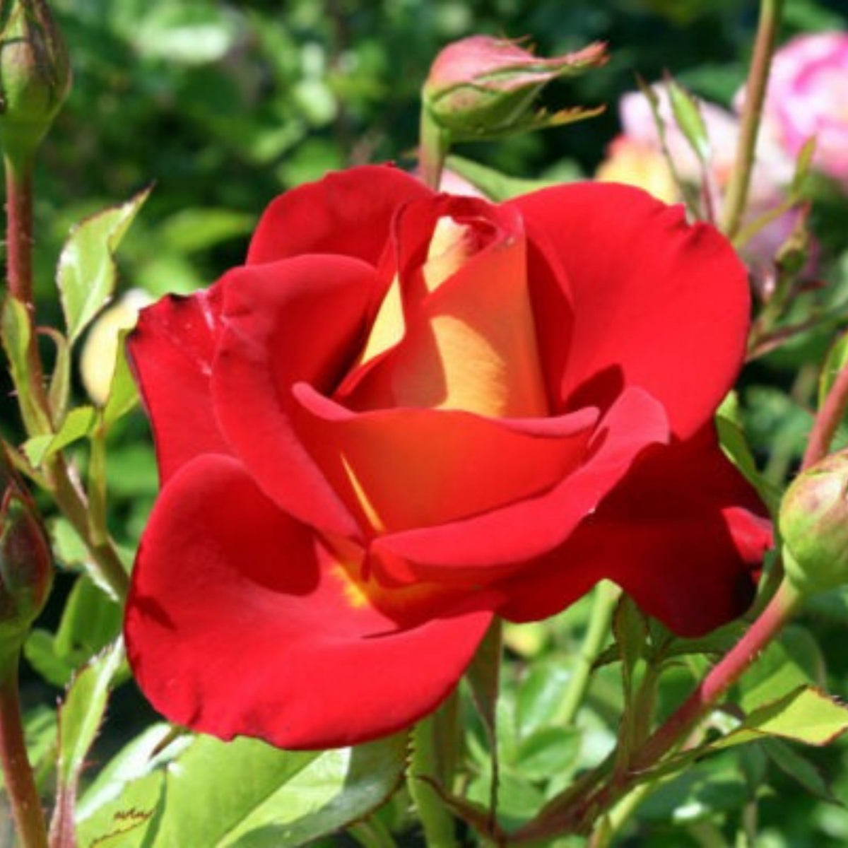 Ketchup & Mustard Rose Bush Seeds, 30 seeds