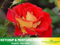30 Rare seed - Ketchup&Mustard Rose Bush #1096