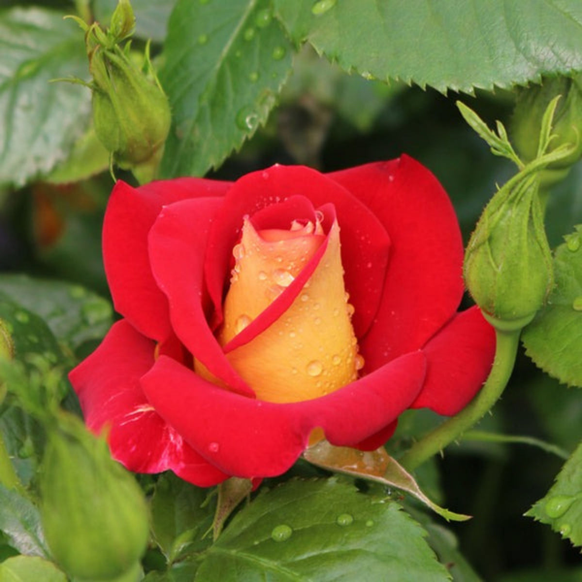 Ketchup & Mustard Rose Bush Seeds, 30 seeds