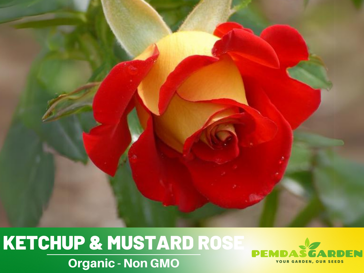 30 Rare seed - Ketchup&Mustard Rose Bush #1096