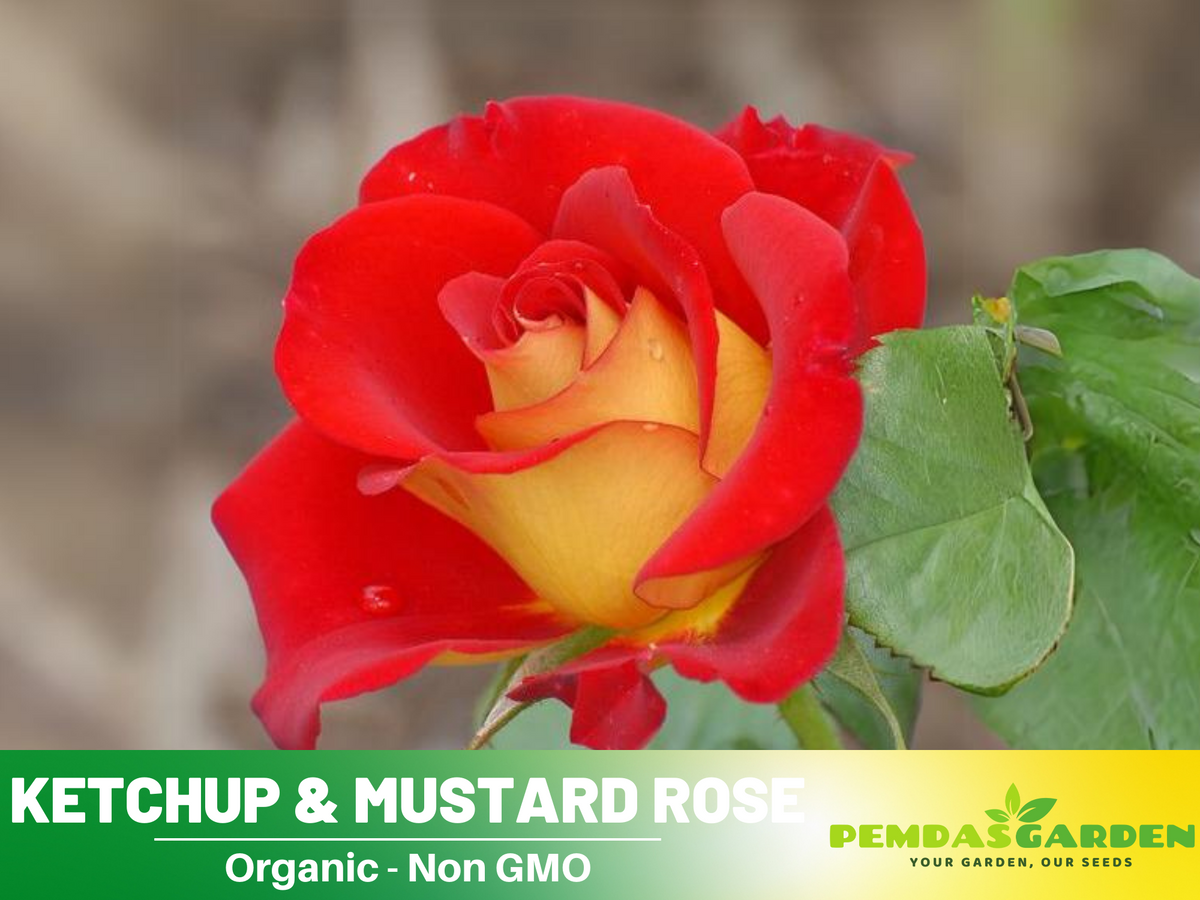 30 Rare seed - Ketchup&Mustard Rose Bush #1096