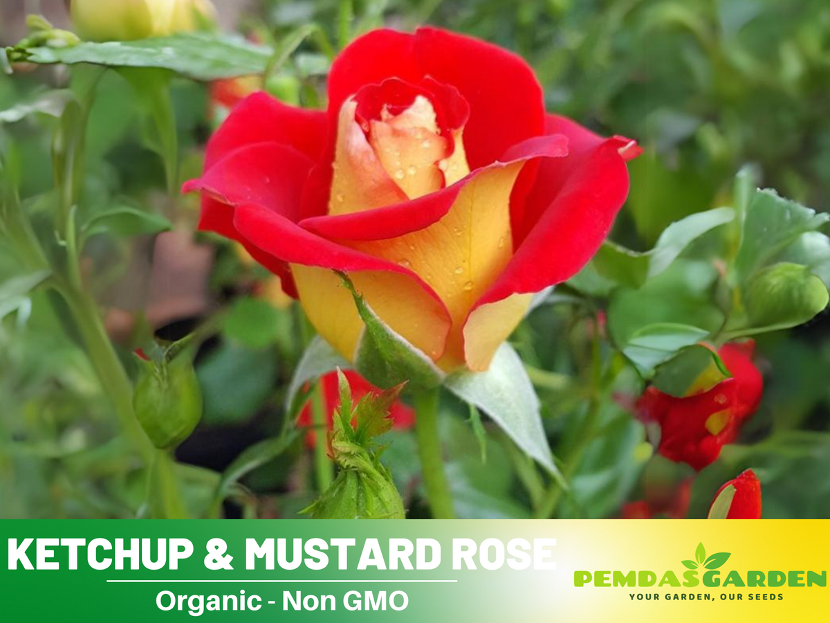 30 Rare seed - Ketchup&Mustard Rose Bush #1096