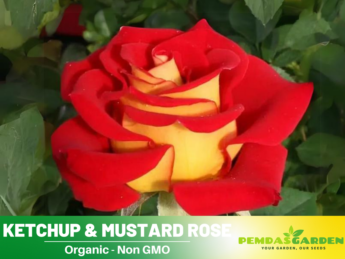 30 Rare seed - Ketchup&Mustard Rose Bush #1096