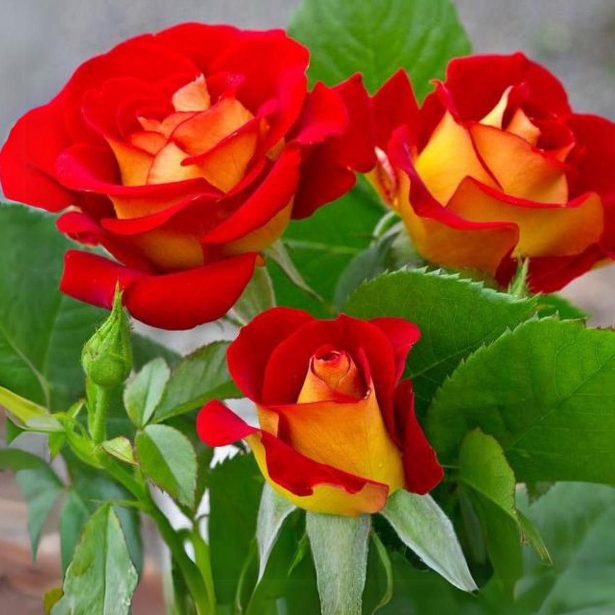 Ketchup & Mustard Rose Bush Seeds, 30 seeds