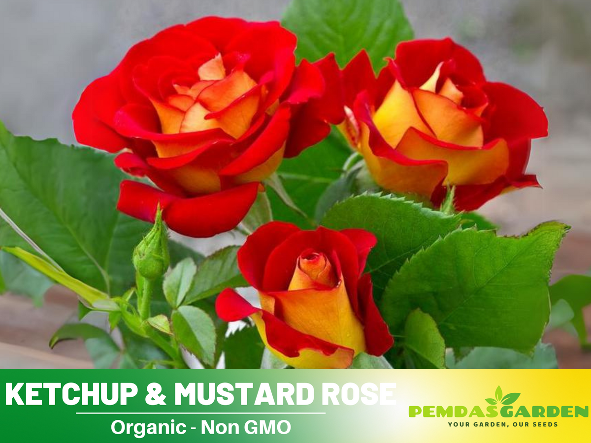 30 Rare seed - Ketchup&Mustard Rose Bush #1096