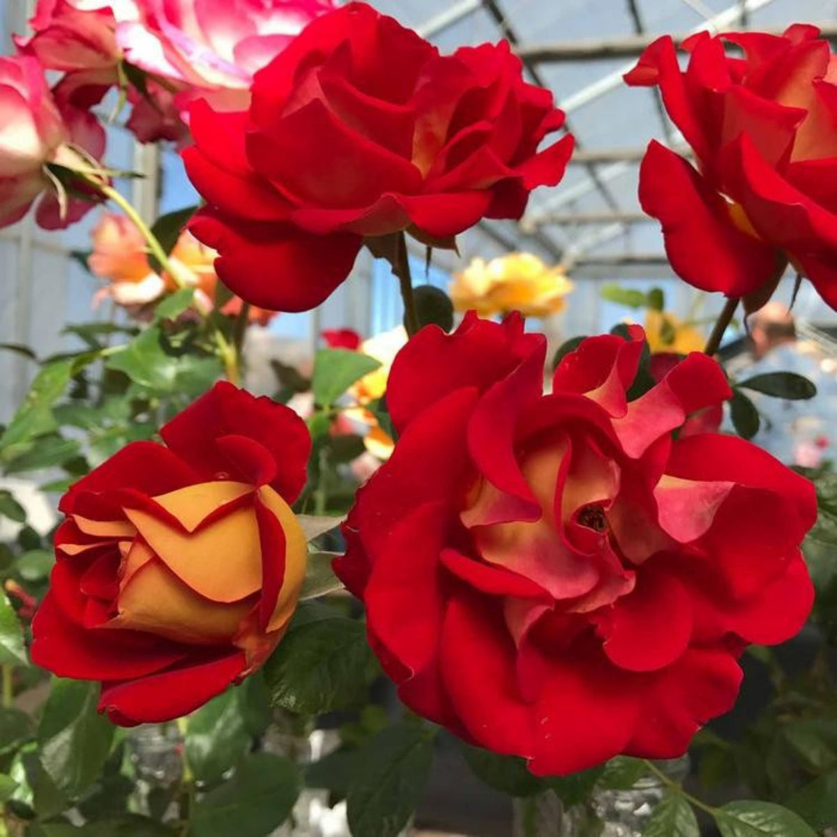 Ketchup & Mustard Rose Bush Seeds, 30 seeds