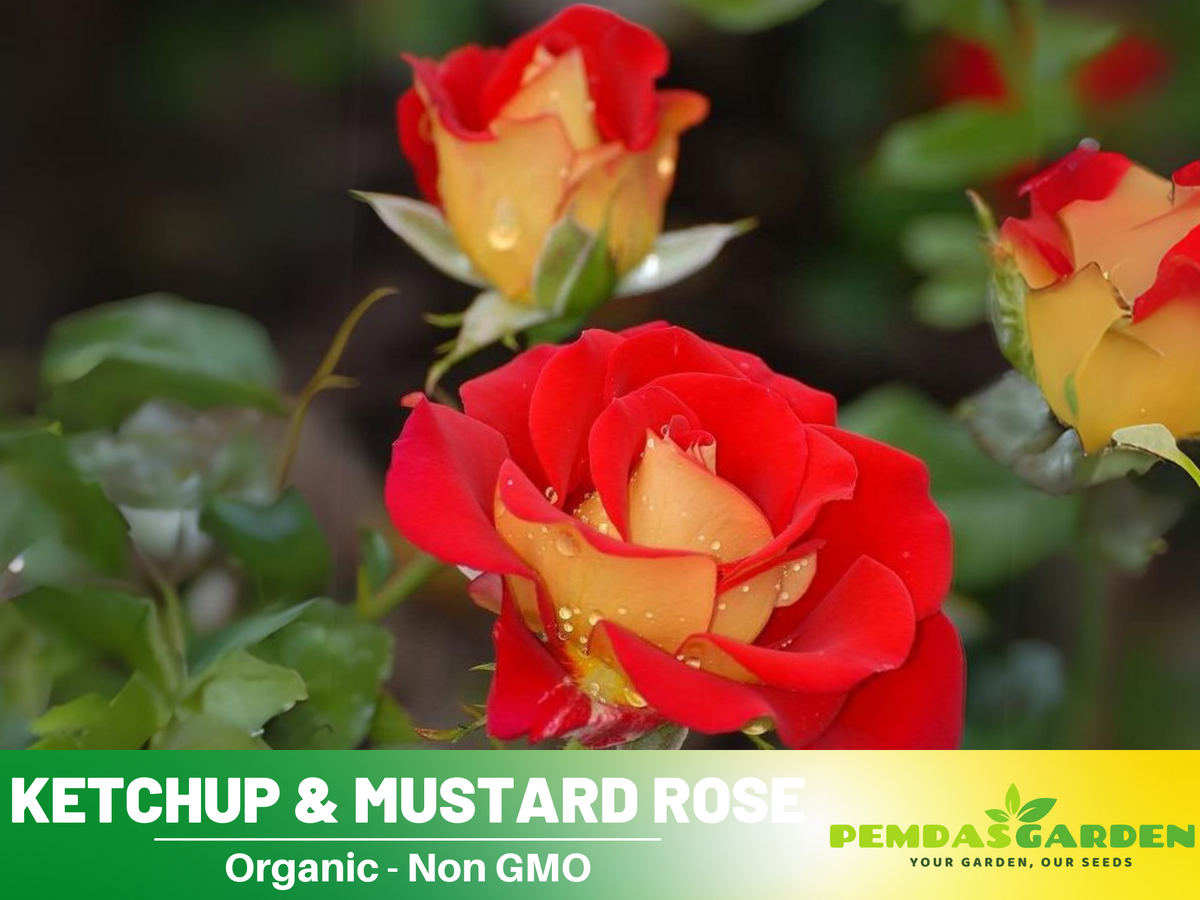 30 Rare seed - Ketchup&Mustard Rose Bush #1096