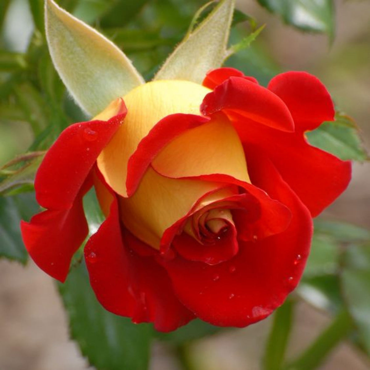 Ketchup & Mustard Rose Bush Seeds, 30 seeds