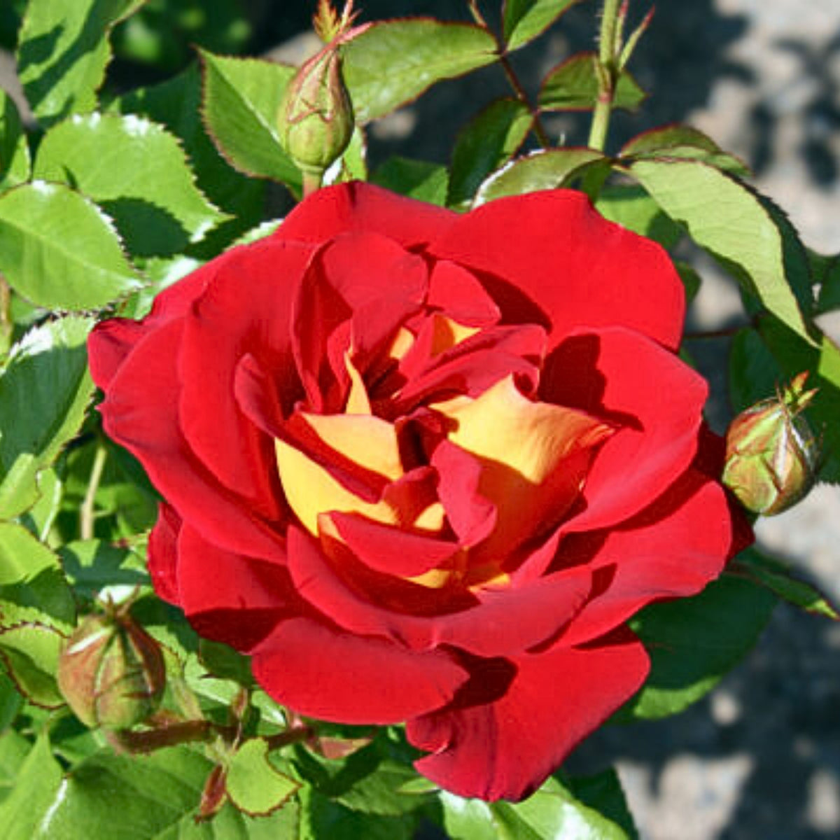 Ketchup & Mustard Rose Bush Seeds, 30 seeds