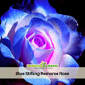 30 Rare seed - Stifling Remorse Rose Seeds #1097