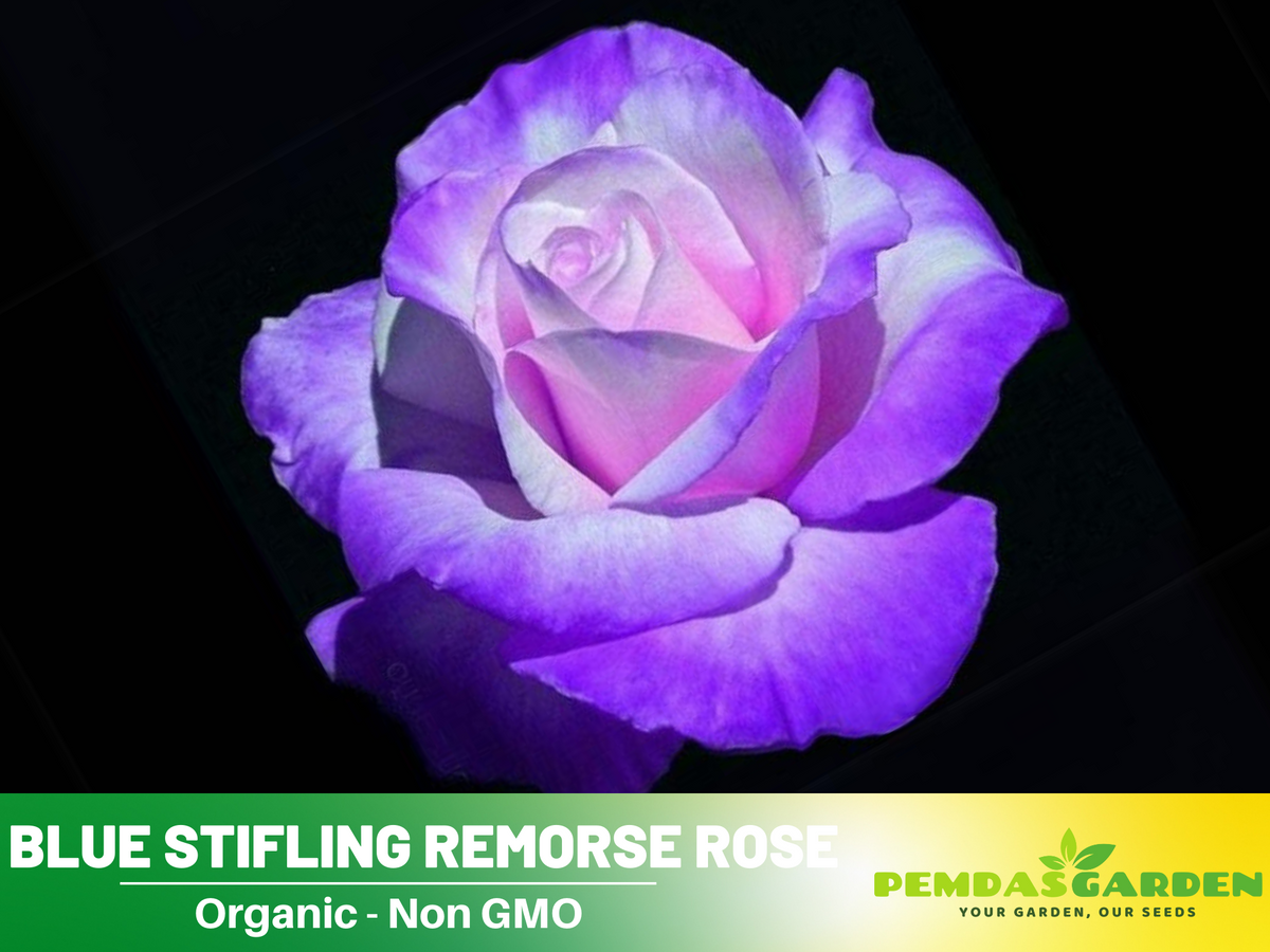 30 Rare seed - Stifling Remorse Rose Seeds #1097