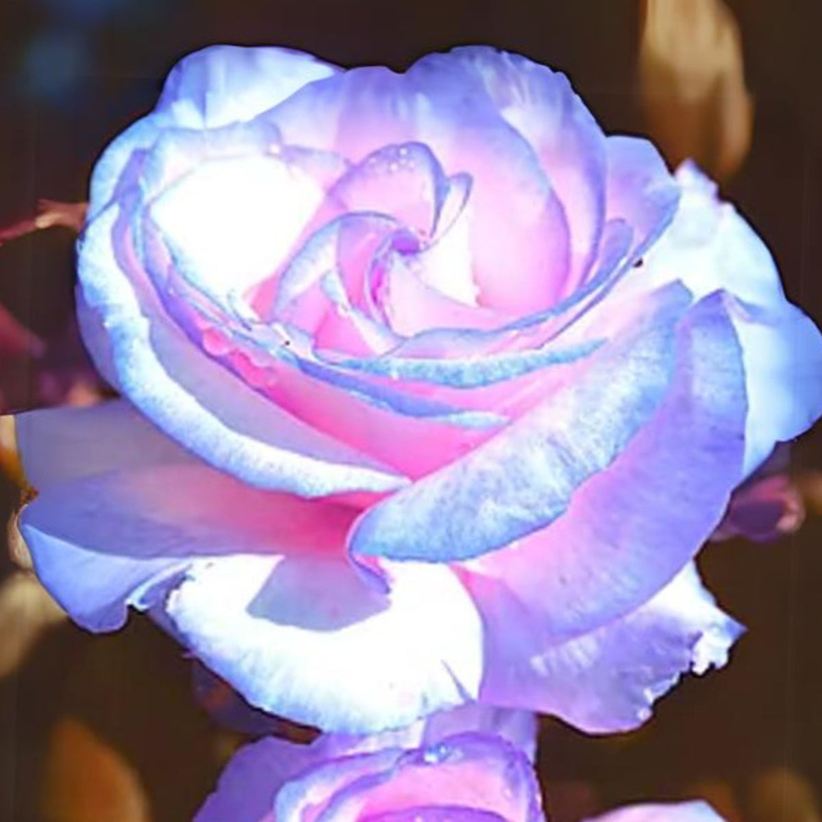 Stifling Remorse Rose Seeds, 30 seeds