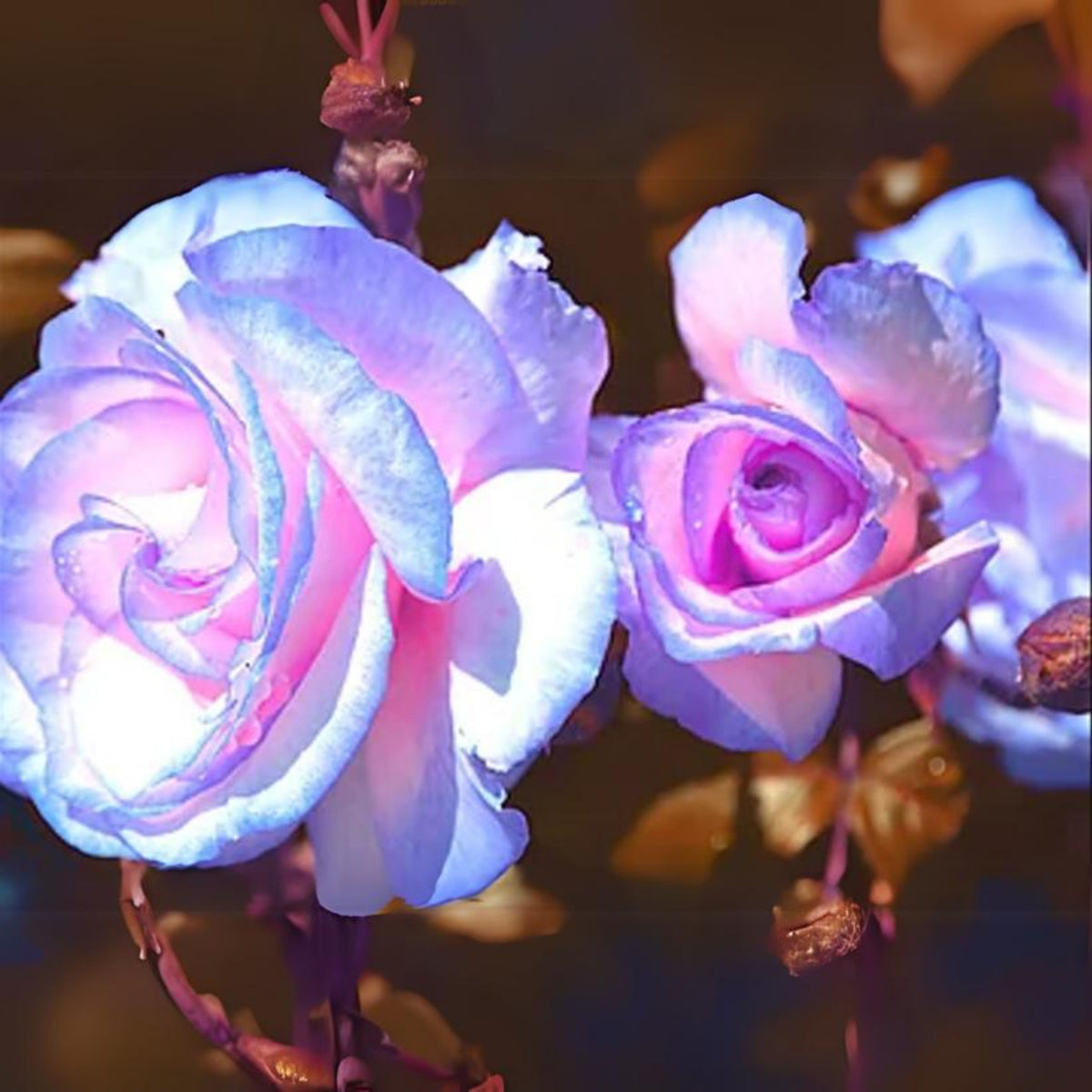 Stifling Remorse Rose Seeds, 30 seeds