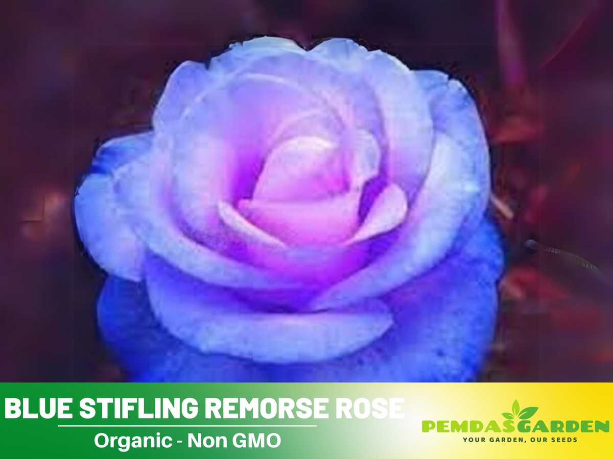 30 Rare seed - Stifling Remorse Rose Seeds #1097