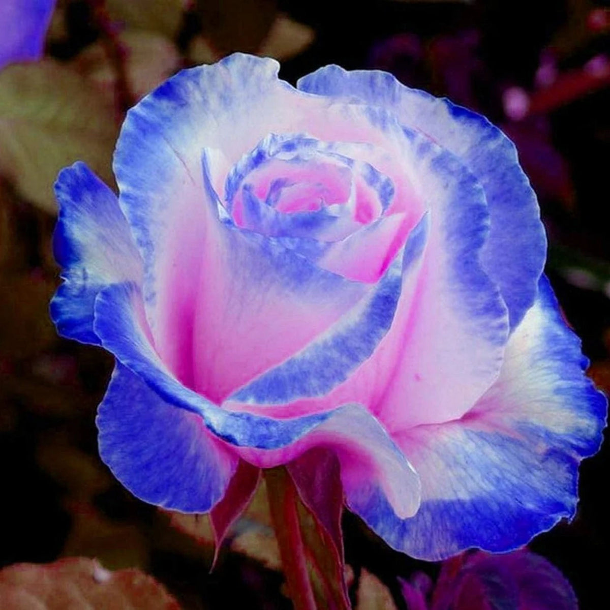 Stifling Remorse Rose Seeds, 30 seeds
