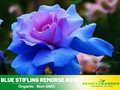 30 Rare seed - Stifling Remorse Rose Seeds #1097