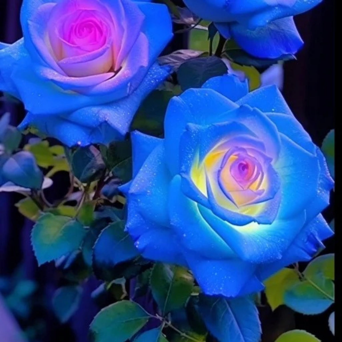 Stifling Remorse Rose Seeds, 30 seeds