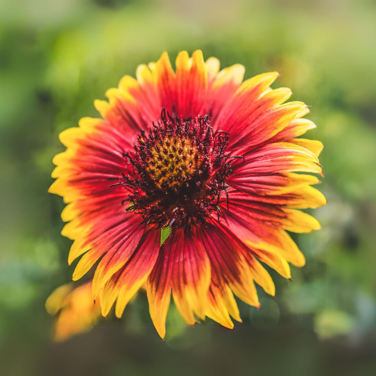 Gaillardia Pulchella 'Indian Blanket Seeds - Blanket Flower, 20 seeds
