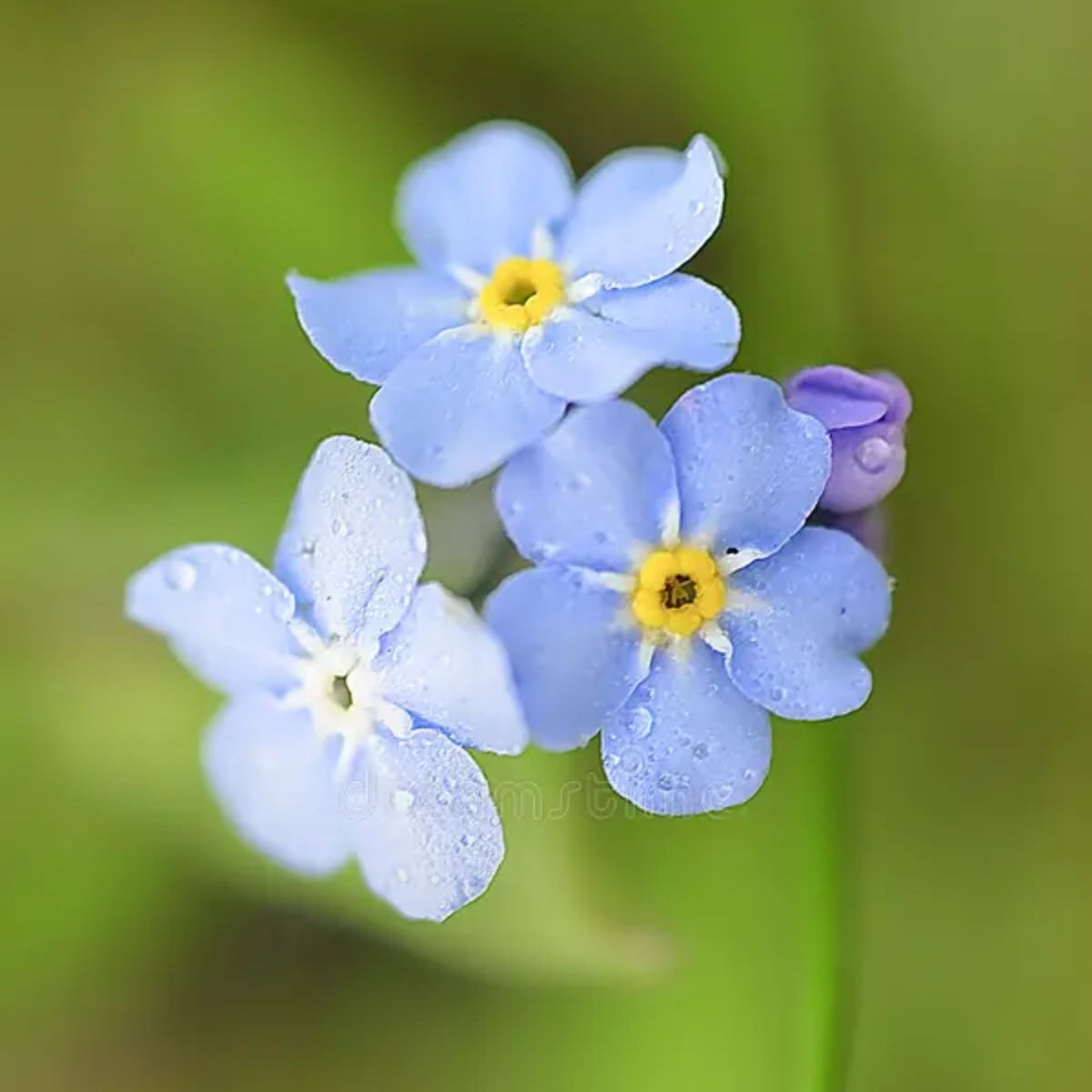 Myosotis Alpestris 'Blue Bouquet' Seeds - Bee Friendly