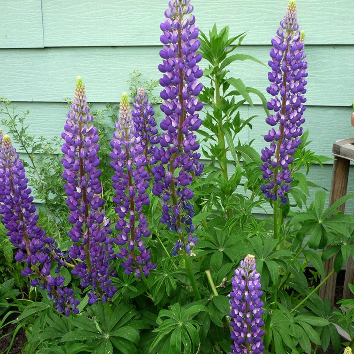 Masterpiece Lupine (Lupinus ‘Masterpiece’) Seeds