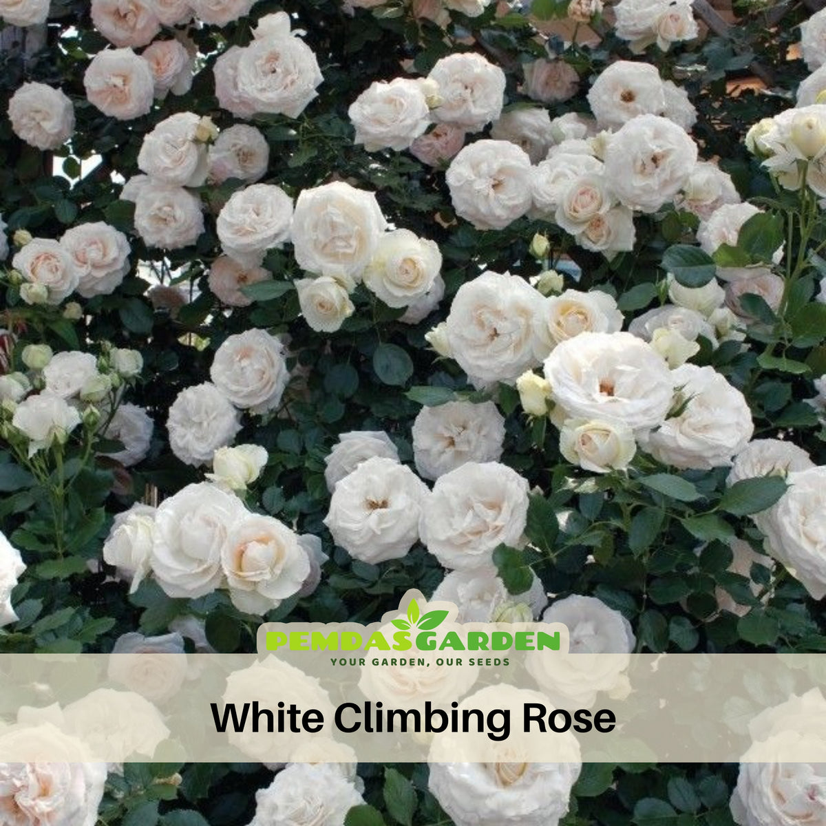 White Climbing Rose Seeds, 30 seeds