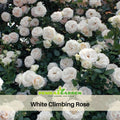 30 Rare seed | White Climbing Rose Seeds #1100