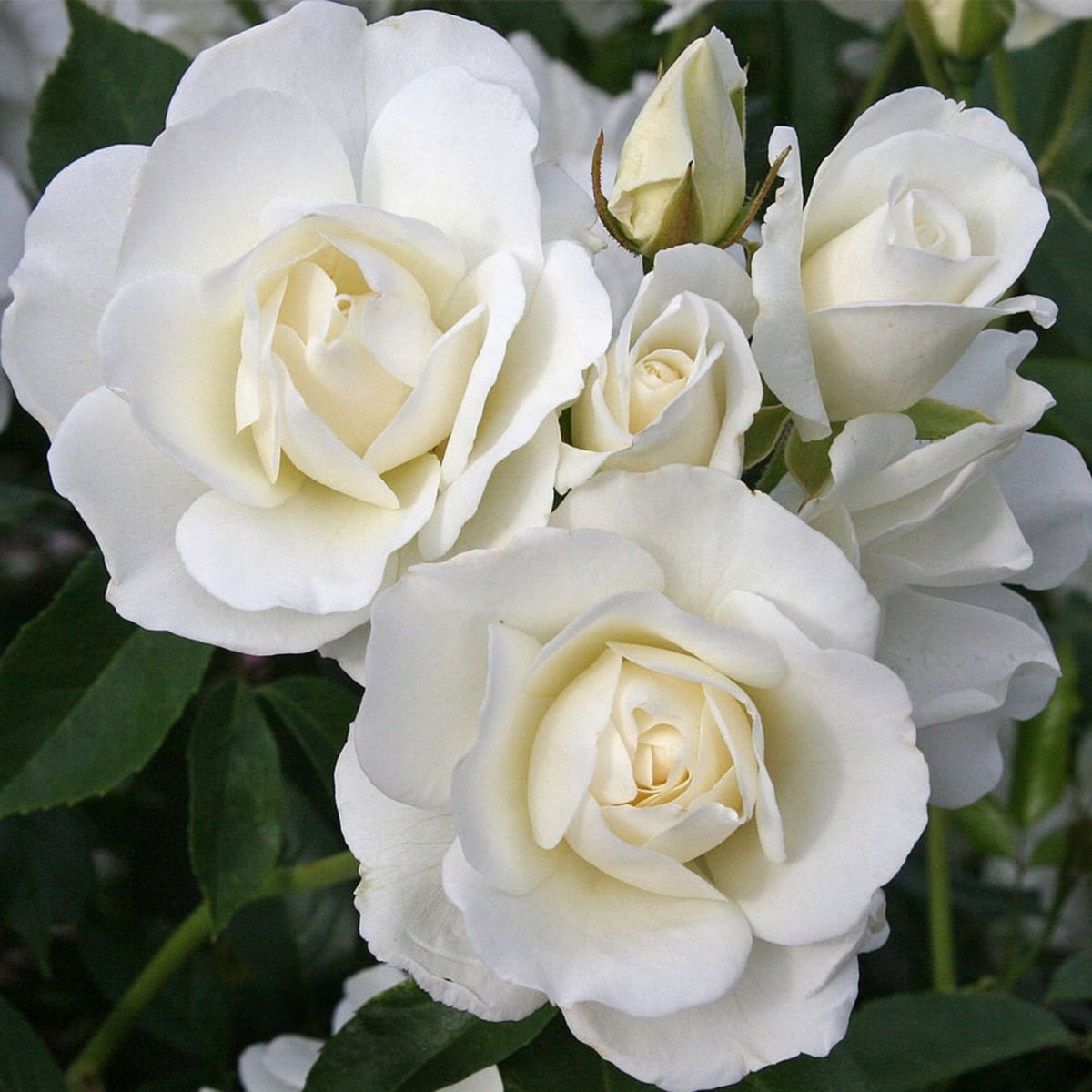 White Climbing Rose Seeds, 30 seeds