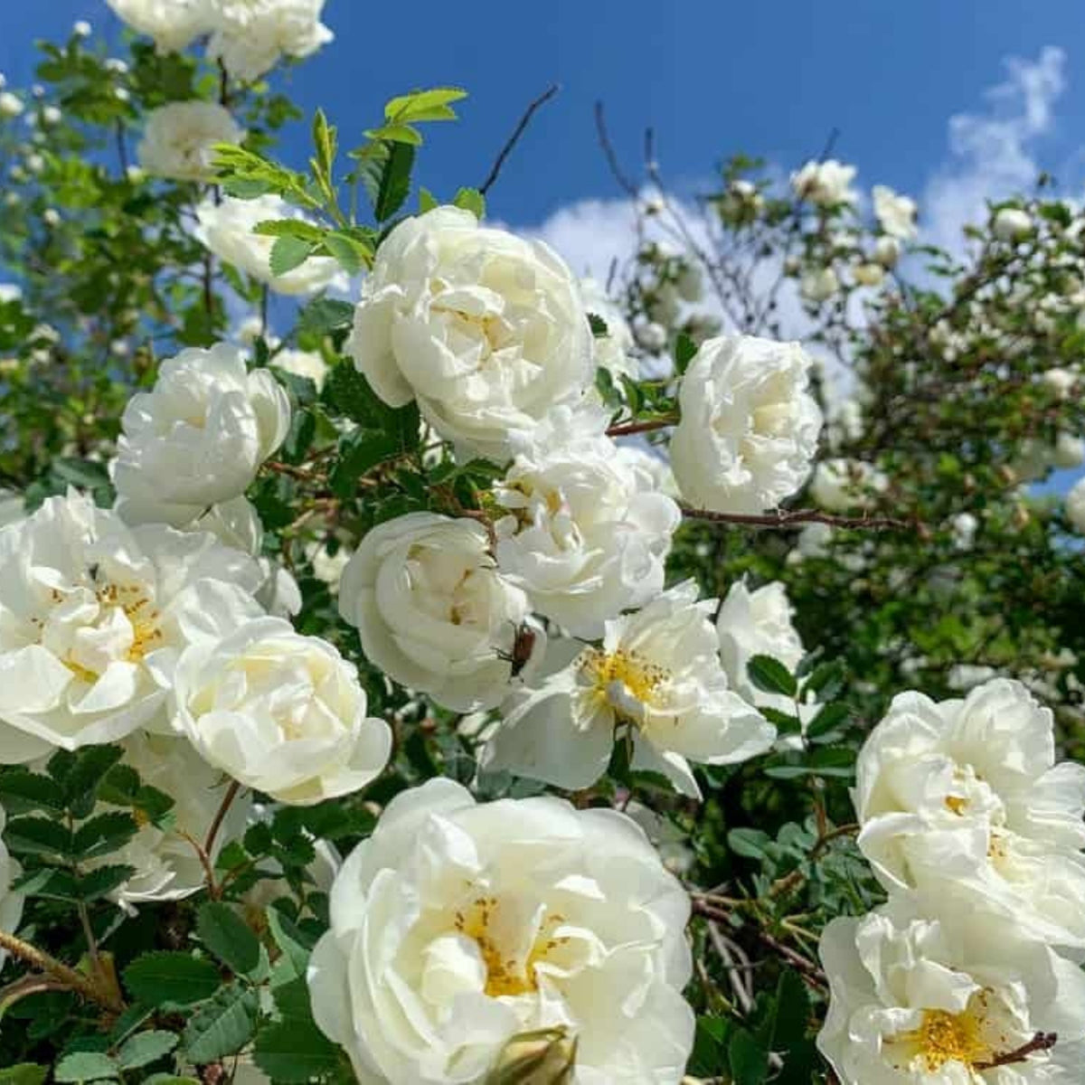 White Climbing Rose Seeds, 30 seeds