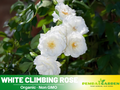30 Rare seed | White Climbing Rose Seeds #1100
