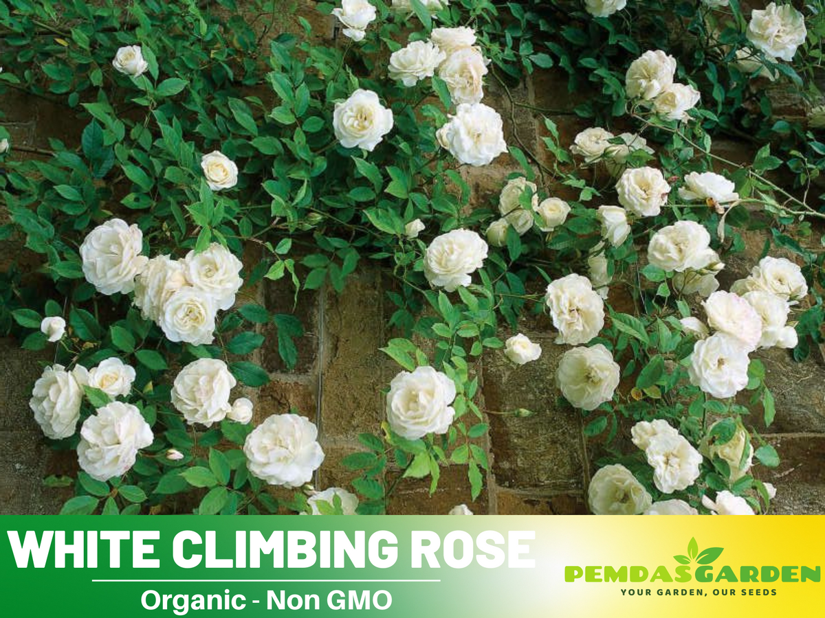 30 Rare seed | White Climbing Rose Seeds #1100