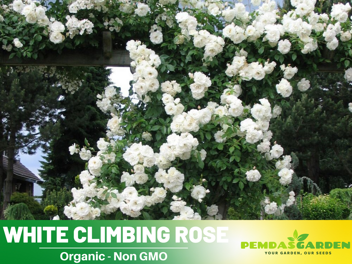 30 Rare seed | White Climbing Rose Seeds #1100