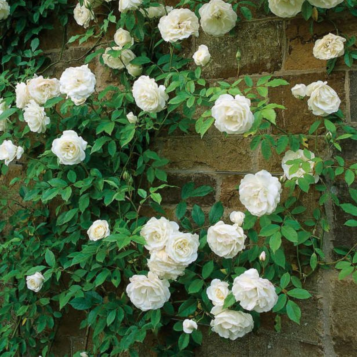 White Climbing Rose Seeds, 30 seeds