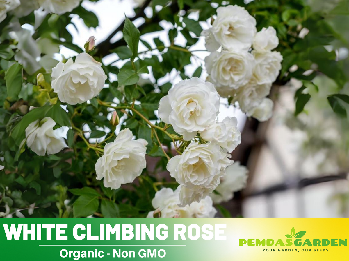 30 Rare seed | White Climbing Rose Seeds #1100