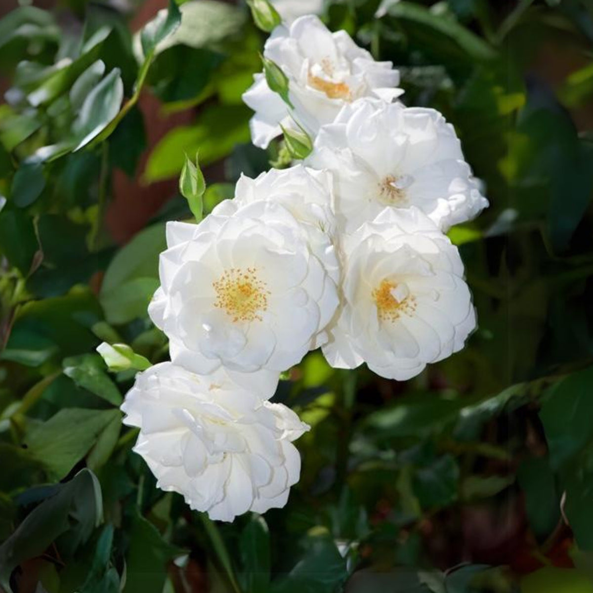 White Climbing Rose Seeds, 30 seeds