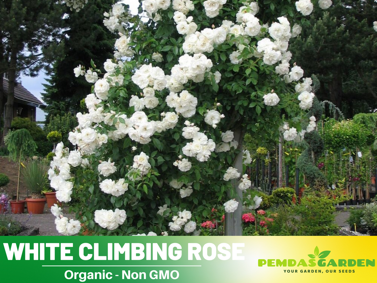 30 Rare seed | White Climbing Rose Seeds #1100