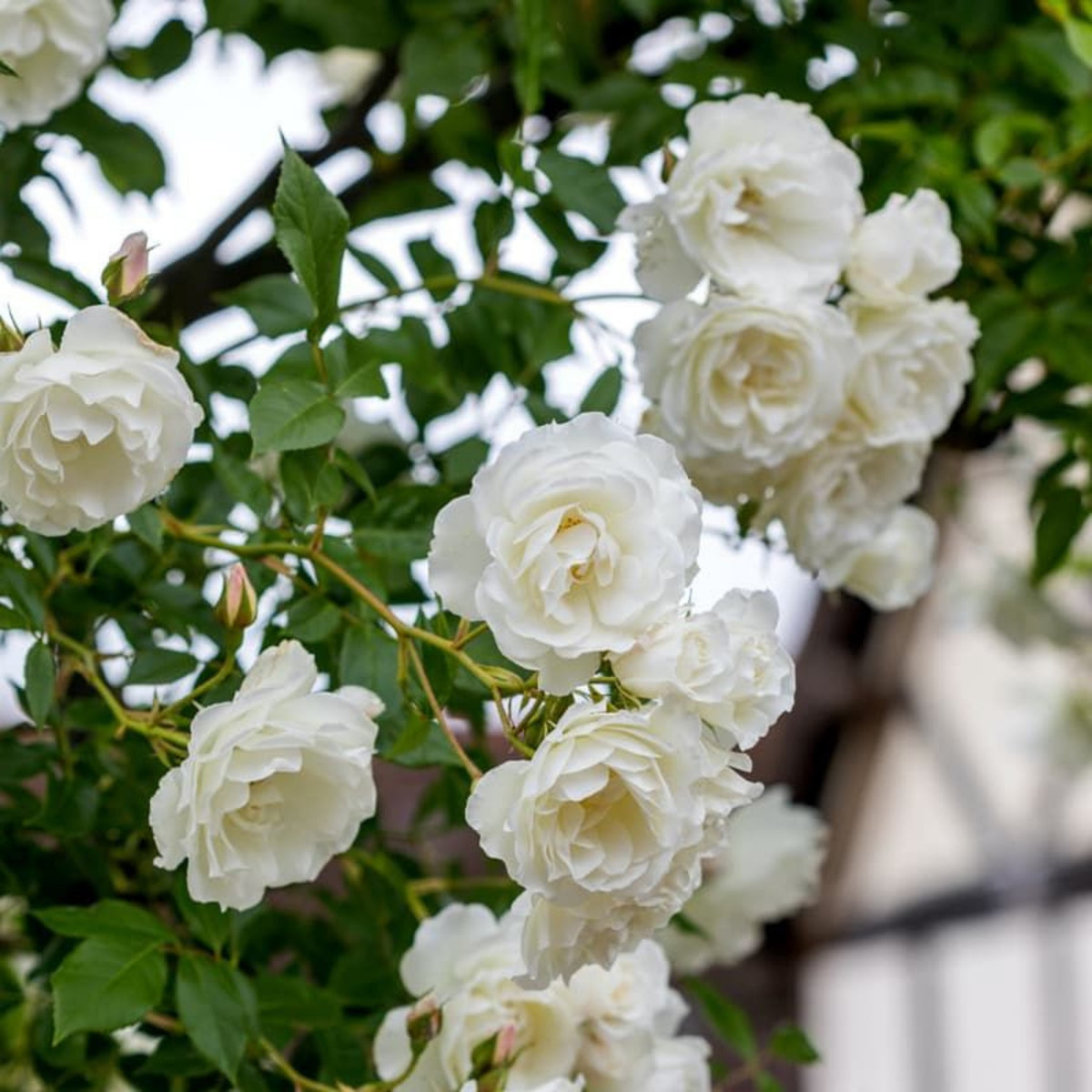 White Climbing Rose Seeds, 30 seeds