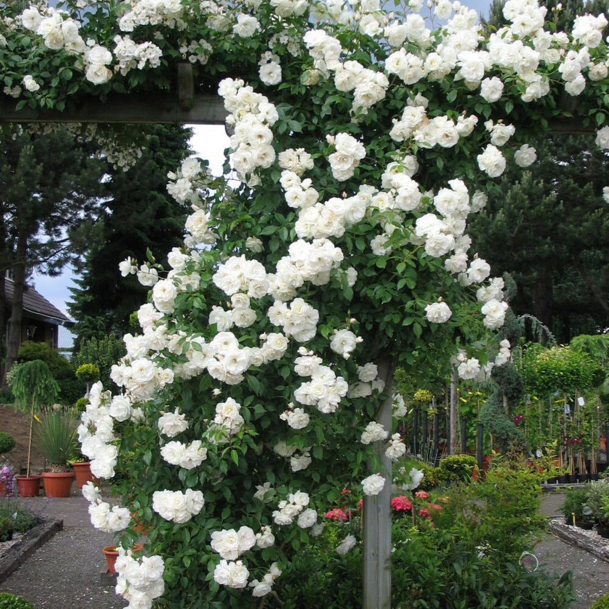 White Climbing Rose Seeds, 30 seeds