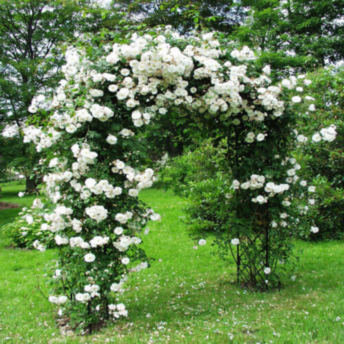 White Climbing Rose Seeds, 30 seeds
