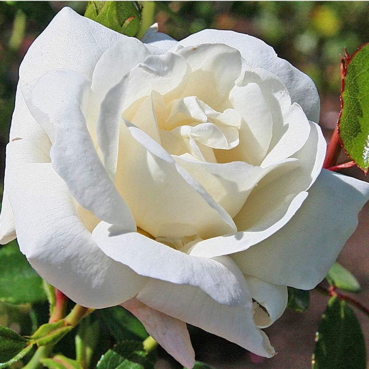White Climbing Rose Seeds, 30 seeds