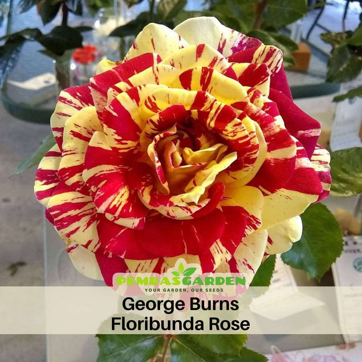 Bush Red Yellow Seeds, 30 seeds