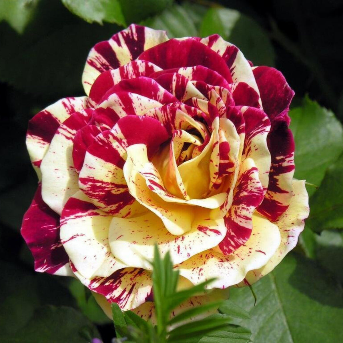 Red Yellow Rare Seeds, 30 seeds
