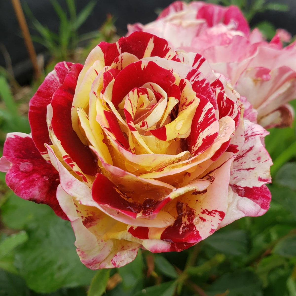 Red Yellow Rare Seeds, 30 seeds