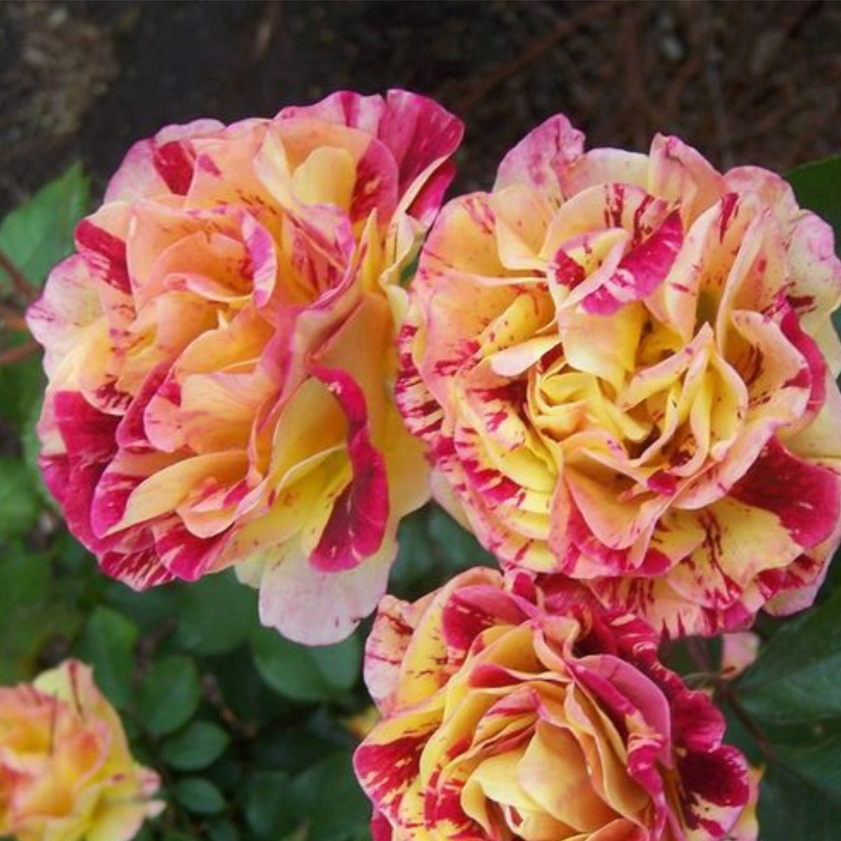 Bush Red Yellow Seeds, 30 seeds