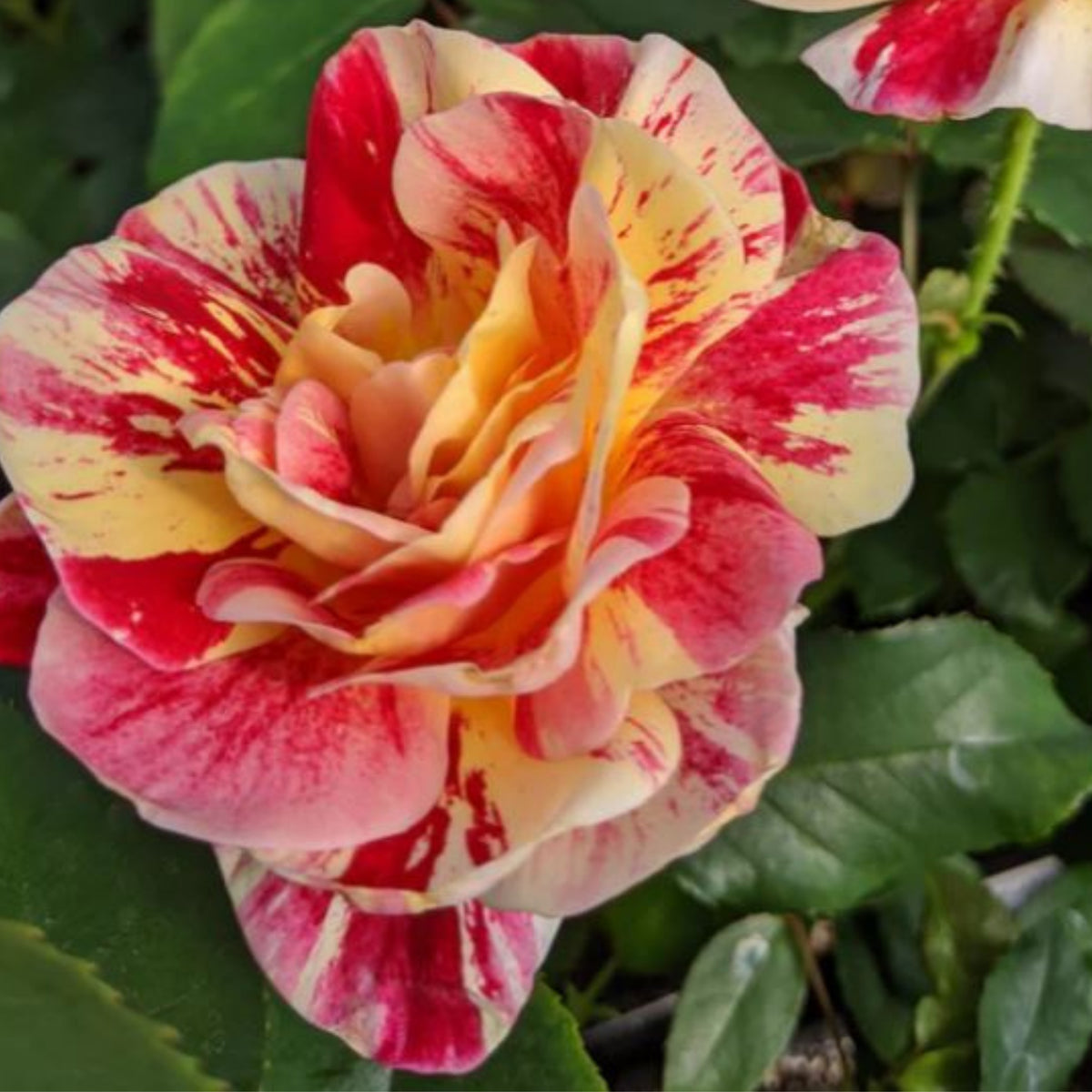 Bush Red Yellow Seeds, 30 seeds