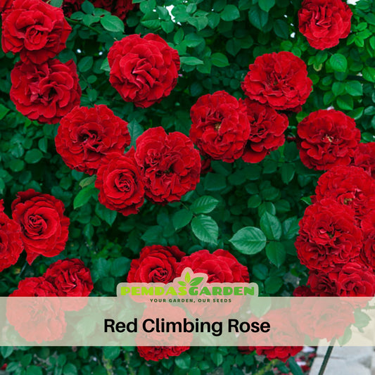 Red Climbing Rose Seed Flower, 30 seeds